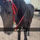 حصان جزيري