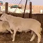 خروف رباع على جميع الشروط