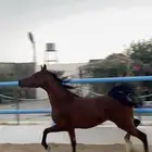 مهره شعبيه فاخخرره
