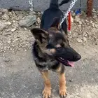 كلب جيرمن شيبرد