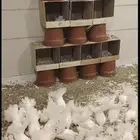 حمام رقاص