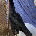 دجاجه شامو الماني