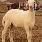 مشروع فحل حري صنف