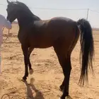 حصان شعبي كفوو