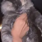 قطة للبيع