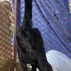 دجاجه شامو الماني