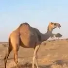 اناقه الحايل الطيبه