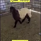 ضحايا للبيع