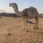 لقحه للبيع