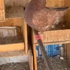 حمام كنق