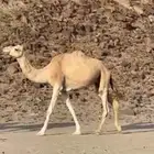 ناقه الاب ذيب عميره والام سودانيه