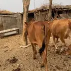 بقر دفع رعويه
