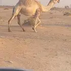 لقحه