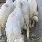 طليان
