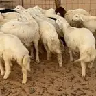 بهم حري طيب