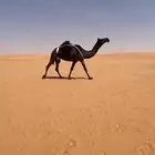 عشرا