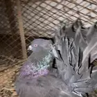 حمام رقاصي امريكي هزاز منتج