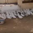بط بكين للبيع