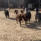 معزا شرط ضريع اشباب عدد 5