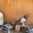 حمام تركي