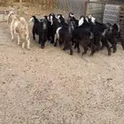 معزا عوارض جذعات مراح مجنوي 10