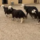 غنم نجد بلفحل شرط سن وديد 4
