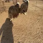 غنم نجد شرط سن وديد مجنوي 2