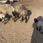 غنم مطافيل 2