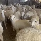 رخال