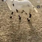 فحل سنه سديس سومه 1700