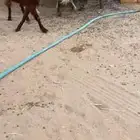 جفار فل شحم