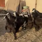 معزا جذعات مراح عوارض 12بلفحل مجنوي