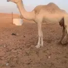 خلفه للبيع