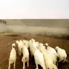 رخال