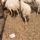 غنم نعيم