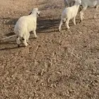 غنم حريه رغايث عياله ذبايح شرط سن وديد وروم 3