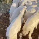 بهم حري