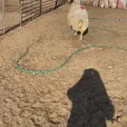 نعجة شرط الضريع وسن وديد