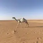 لقحه