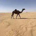 بكره