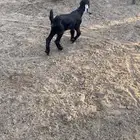 داغور جفره 20يوم