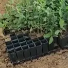 شتلات سدر بلدي للبيع