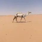 لقحه