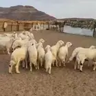 خرفان للبيع .