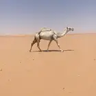 لقحه
