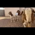 بورقوت اصل