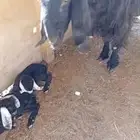 البيع عنز تحت 2