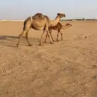عشراء صفراء معها قعود