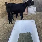 عنز خصم مطفل توم وروم وسن وديد