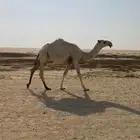 مفروده باتلية